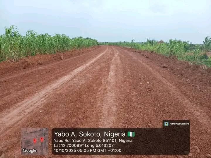 The newly graded laterite road running straight ahead between red earth banks, with tall green maize growing on both sides.